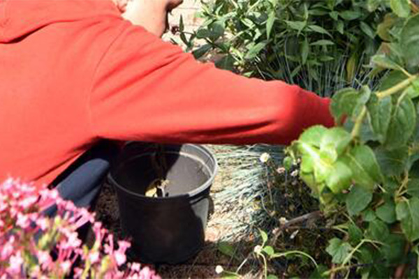 Verdissons nos façades !