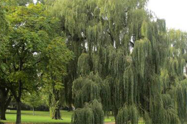 Label Arbre remarquable