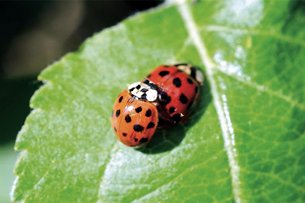 Comment maintenir la biodiversité dans son jardin