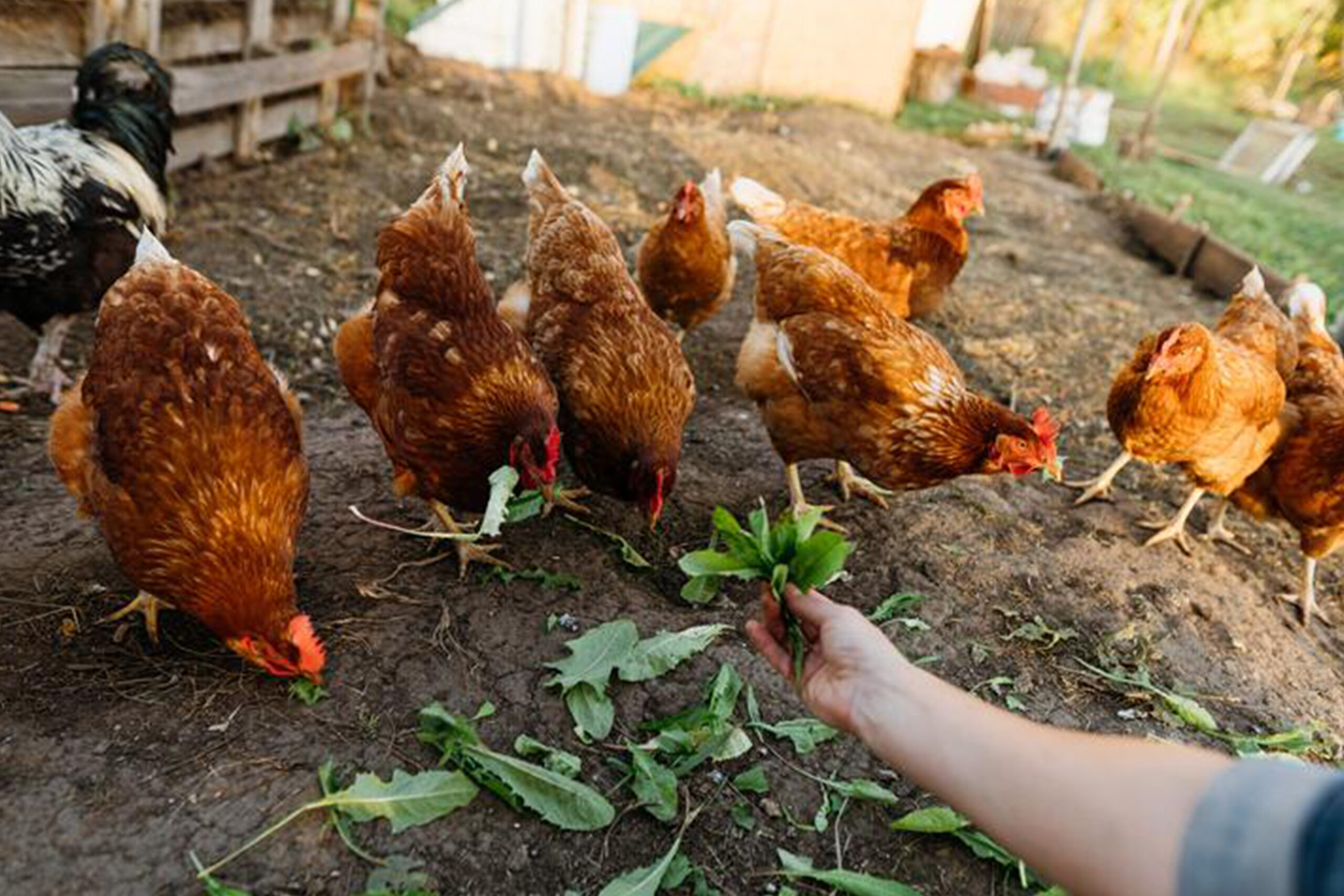 Déclarez et protégez vos volatils